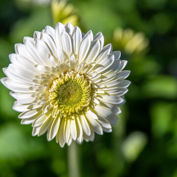 A captivating, high-resolution macro shot of a brilliant white Gerbera flower, featuring a detailed center blending yellow and green hues, all gleaming under bright sunlight.