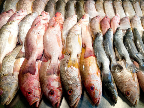 Rows of fresh red snapper and grey fish displayed on ice at market