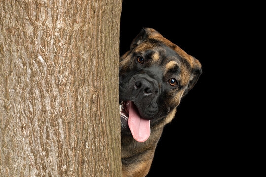 Funny Ca de bou dog peeking from behind tree trunk with tilted head and tongue out, playful moment of walk in park, hide and seek, on black background with copy space on right