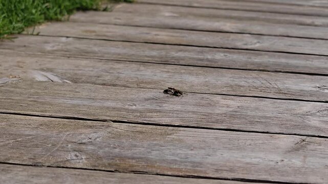 Sceliphron caementarium wasp hunting on a wooden bench until a pigeon frightens it away. A black and yellow mud dauber wasp, Sceliphron caementarium, actively running across a textured wooden bench