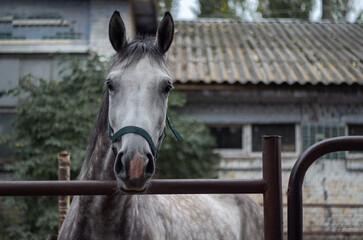 Gray horse portrait inside a barn, close-up view of a domestic horse in a peaceful stable environment © Hennadii