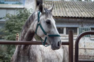 Gray horse in a stable photographed at close range, detailed equine portrait showing its face and coat in a barn setting  © Hennadii
