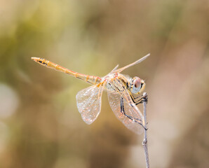 Red-veined darter dragonfly (Sympetrum fonscolombii) on a dry stem © PhotOleh