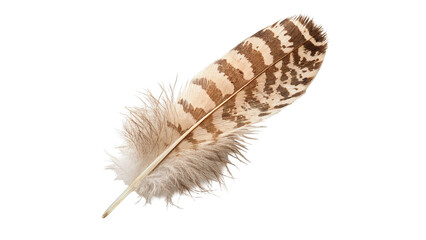 Single beautiful exotic brown and white speckled bird feather plume decoration, isolated on transparent background. © Oliver Plaza Photo