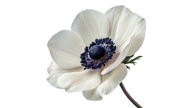 Beautiful white anemone flower blooming fresh delicate petals dark center botany, isolated on transparent background.