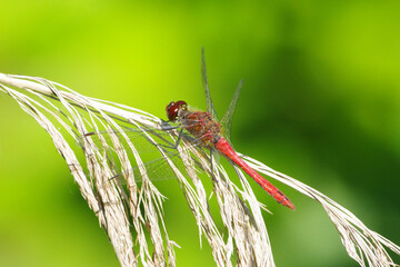 Male Red Dragonfly Sympetrum Species Perched on Dry Plant Stem with Vibrant Green Background © Badr