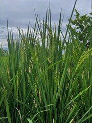 Obraz premium Green paddy rice plant with young grains growing in agricultural field