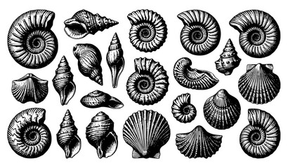 Jurassic Marine Shell Fossil Collection Vintage Engraving Illustration © Rasme