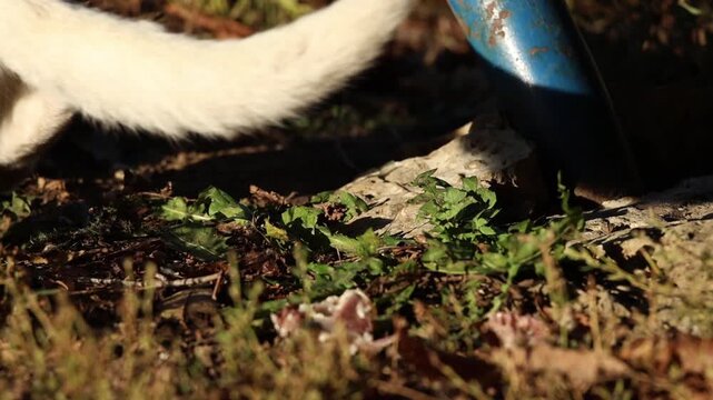 White cat running after a butterfly in an autumn outdoor setting, slow motion