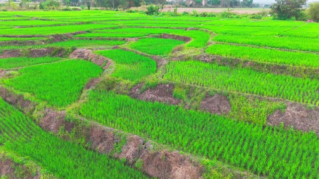 Aerial view of lush green rice terraces with layered paddies and irrigation channels in Malang, East Java, Indonesia.