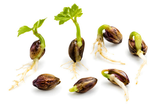 Germinating Grape Seeds with Emerging Roots and Green Shoots on White Background