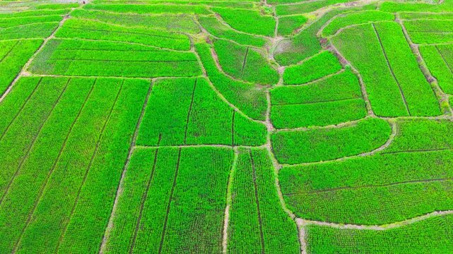 Aerial view of vibrant green rice terraces showcasing intricate agricultural patterns across the landscape in Malang, East Java, Indonesia.
