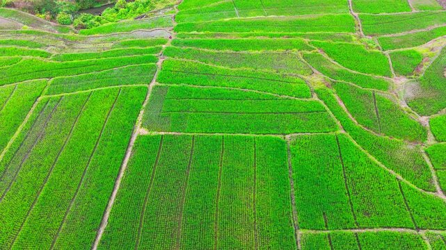 Aerial view of lush green rice terraces carved into the hillsides of Malang, East Java, Indonesia.