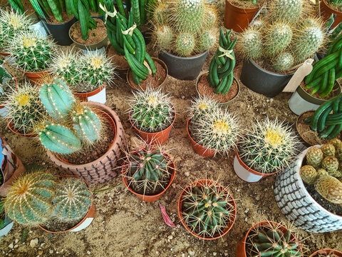 Cacti and succulents grow in pots at a plant market in the afternoon sun