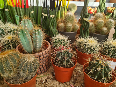 Cacti and succulents for sale in a market stall during daylight