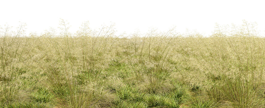 Wilderness long grass field dense on transparent backgrounds 3d illustrations png