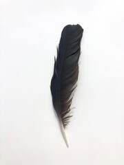black feather isolated on white © Noorul