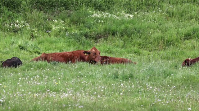 Calm brown cow with its calf peacefully resting and chewing cud in a lush green pasture