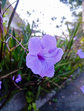 Cute purple flowers in the morning.