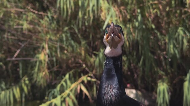 Close-up of a Cormorant bird displaying gular fluttering behavior to cool down.