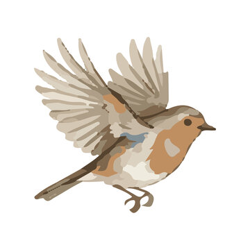 Flying European robin bird, winter Christmas watercolor vector illustration