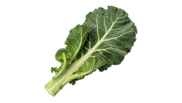 Single fresh organic raw green bok choy pak choi leaf isolated on transparent background