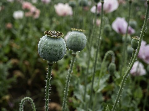 Macro shot of green poppy seed pods with morning dew in a blooming