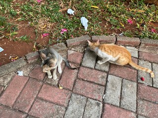 cat on the street © Yudi