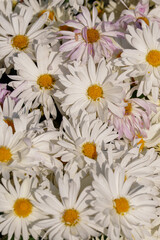 White chrysanthemums bloom in flowerbed in autumn. The concept of botanical cultivation, plant pattern texture © Alena Malinouskaya