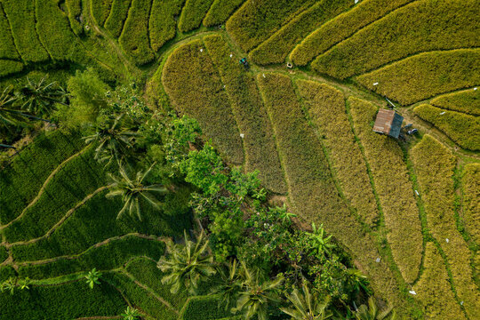 Aerial view of lush green rice terraces with palm trees and a small hut in the rural landscape of Semarang Regency, Central Java, Indonesia.
