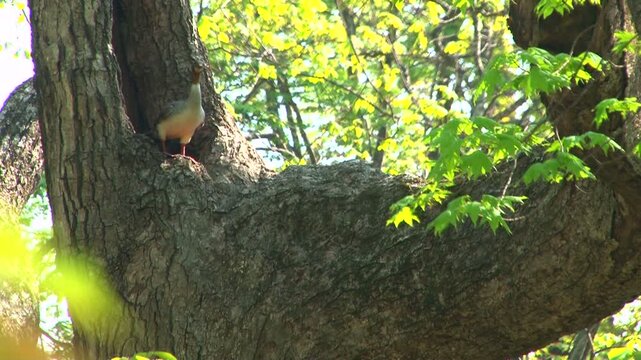 樹上のカワアイサ