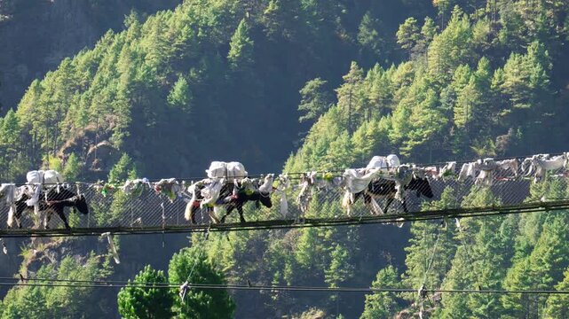 Loaded yaks and mules crossing a long, high suspension bridge decorated with prayer flags, trekking through the majestic himalayan mountains of nepal with a lush green forest in the background