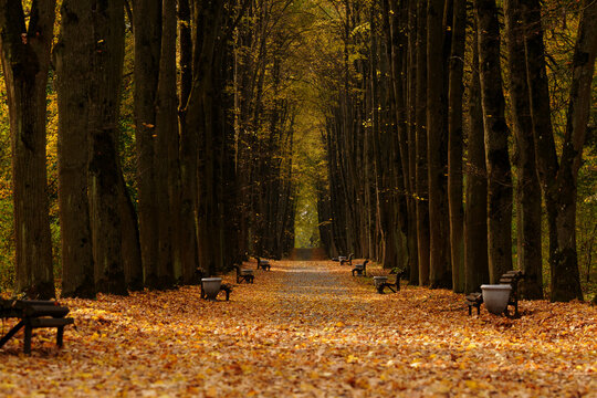 Alley with yellow leaves in park during autumn fall. Place for relax, municipal space planning, tourism infrastructure