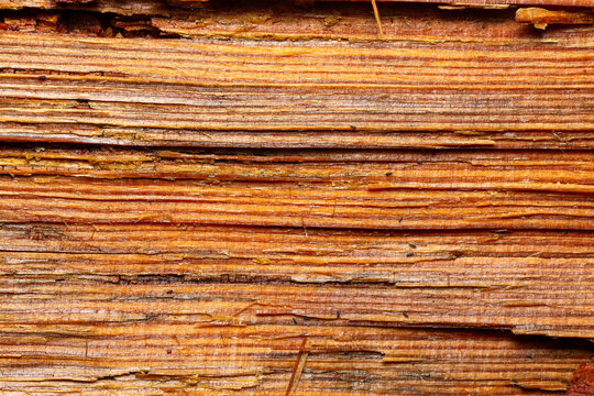 Close up of weathered timber fibres with resinous layers.  Macro shot of orange wood grain showing parallel resinous fibres on a weathered tree log.