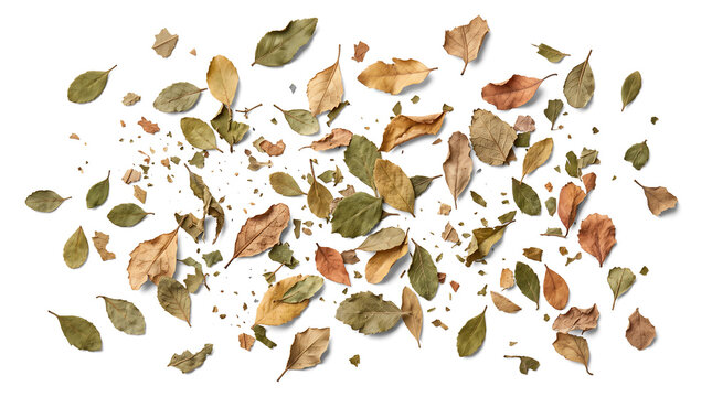 Small dried leaves and botanical fragments in earthy autumn colors, suitable for nature-inspired invitations, seasonal event graphics and organic design themes.