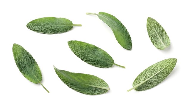 Fresh green sage leaves arranged in a scattered pattern isolated on a white background, showing detailed leaf texture and veins for culinary and herbal medicine use
