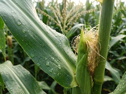 Close up of fresh green corn stalk with morning dew drops in a rural