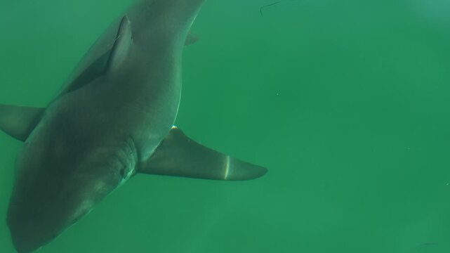 Great White Shark Swimming Just Beneath the Green Surface