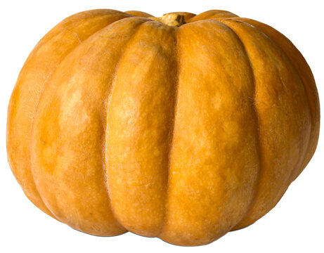 A ripe orange pumpkin with a pronouncedly ribbed surface
