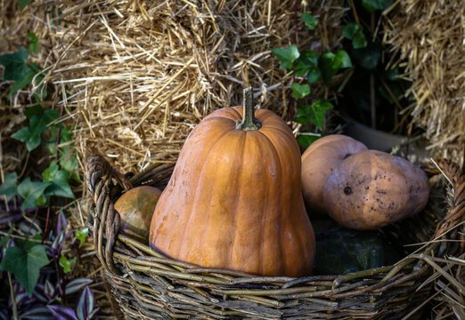 A pear-shaped squash lies in an old wicker basket