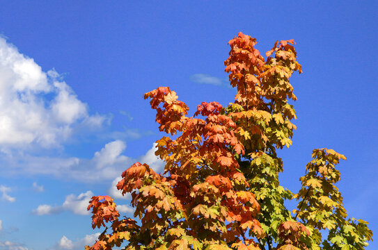 Maple crown with vibrant autumn foliage against a blue, cloudy sky