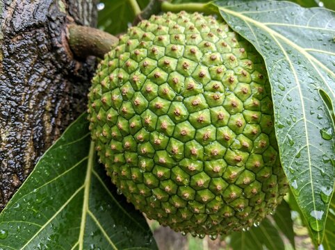 Fresh breadfruit hanging on a tree branch with green leaves in a