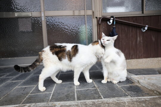 Two cute cats rubbing and grooming each other affectionately in Okawachiyama village, Imari, Saga, Japan
