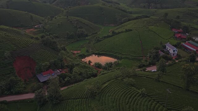 Aerial drone flying over long coc tea hills in vietnam at sunrise