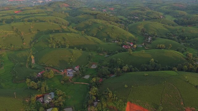 Aerial view of long coc tea hills in vietnam at sunset