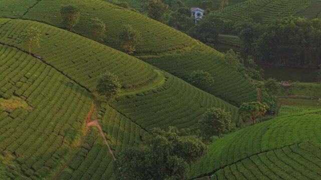 Scenic aerial view of long coc tea hills in vietnam