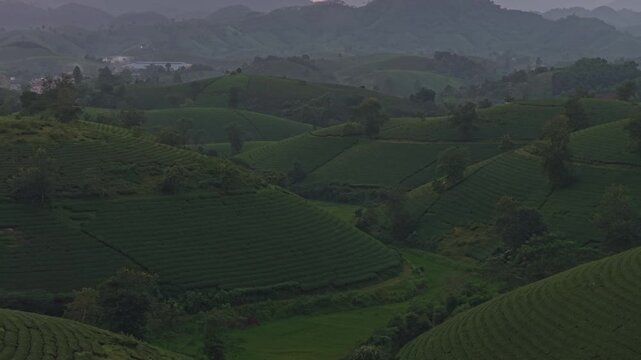 Scenic sunrise over long coc tea hills in vietnam