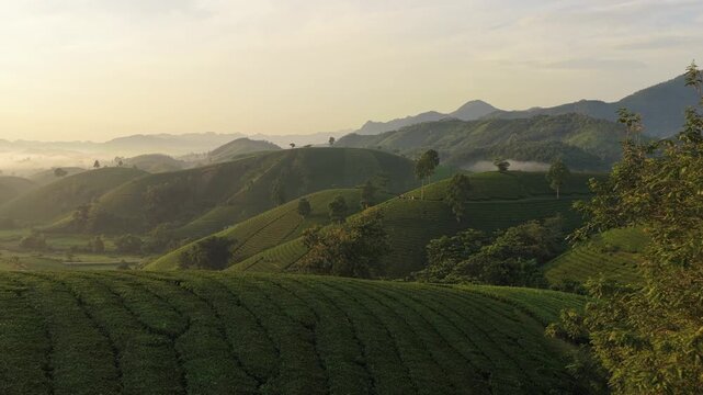 Long coc tea hills sunrise over a foggy valley in phu tho, vietnam