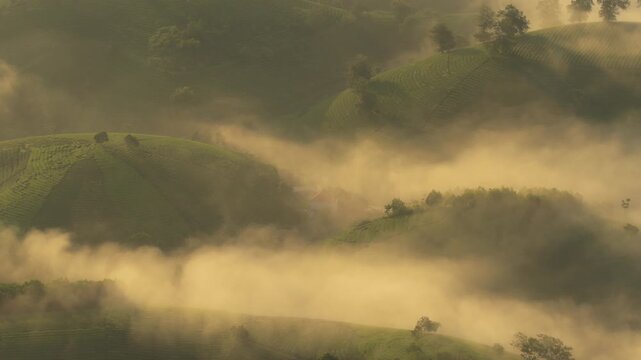 Golden sunrise fog flowing over long coc tea hills in vietnam