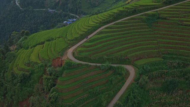 Winding road through mu cang chai rice terraces at sunset